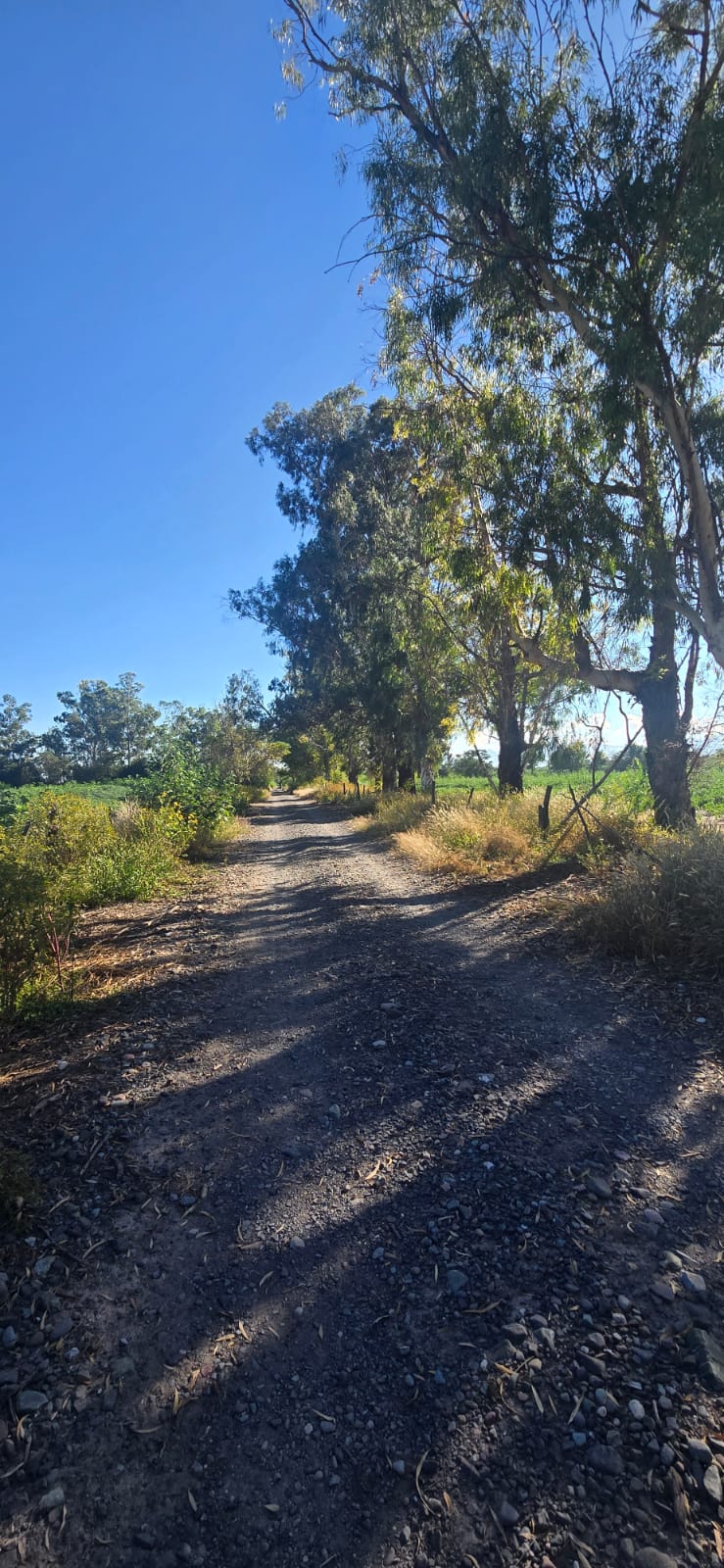 25 HA FINCA CAMINO A SAN AGUSTIN miniatura 3