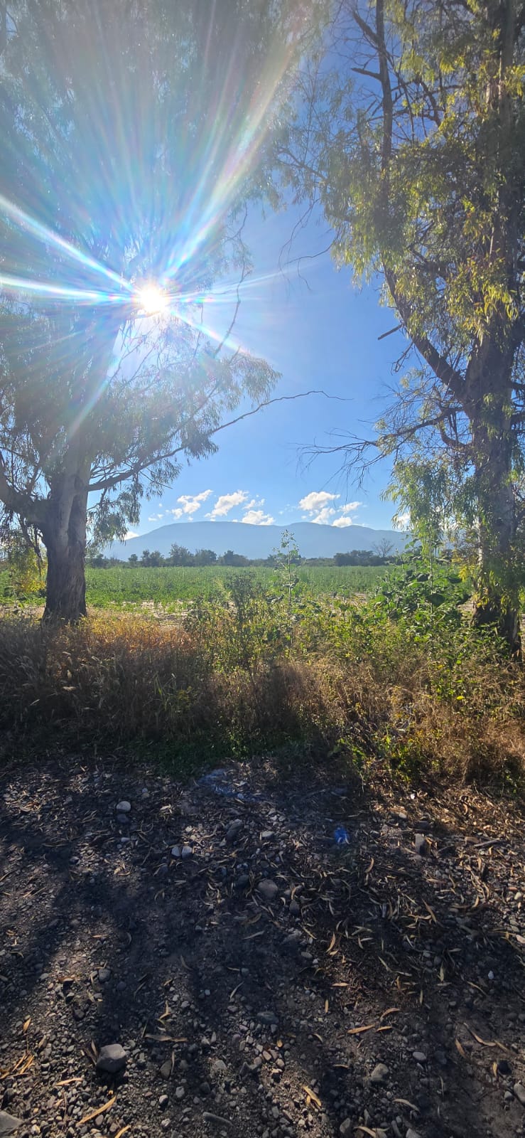 25 HA FINCA CAMINO A SAN AGUSTIN miniatura 4