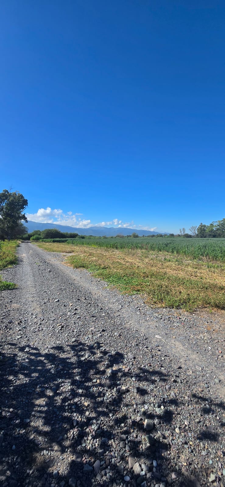 25 HA FINCA CAMINO A SAN AGUSTIN miniatura 5