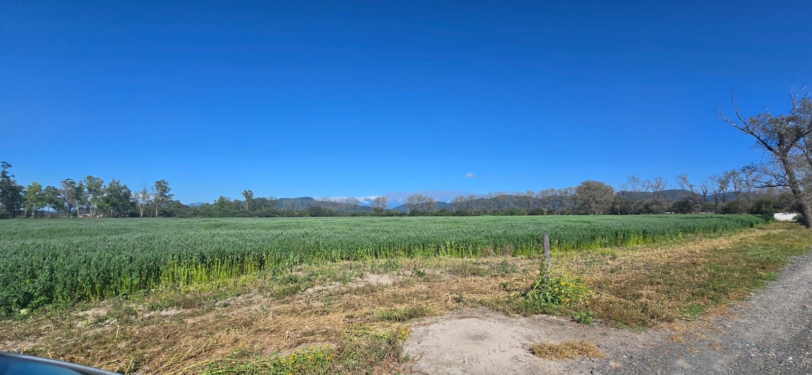 25 HA FINCA CAMINO A SAN AGUSTIN miniatura 6