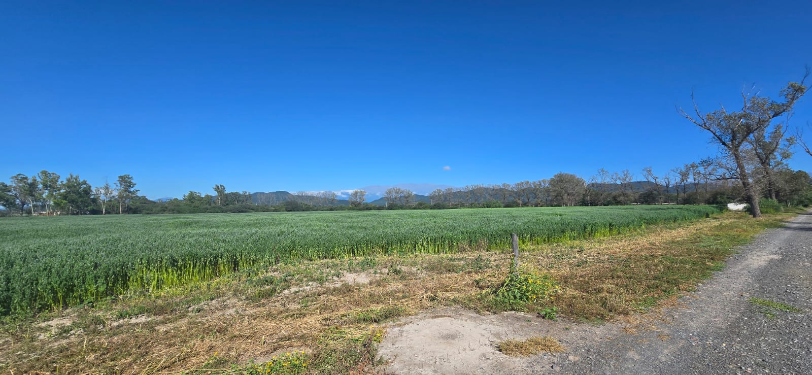 25 HA FINCA CAMINO A SAN AGUSTIN miniatura 7